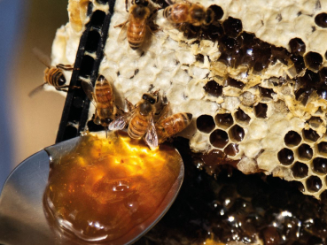 Manuka Honey, MGO 250 , 50 gramm